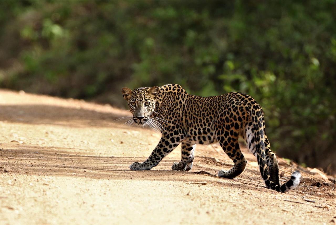 Nirvaan Safari Wilpattu Nationalpark