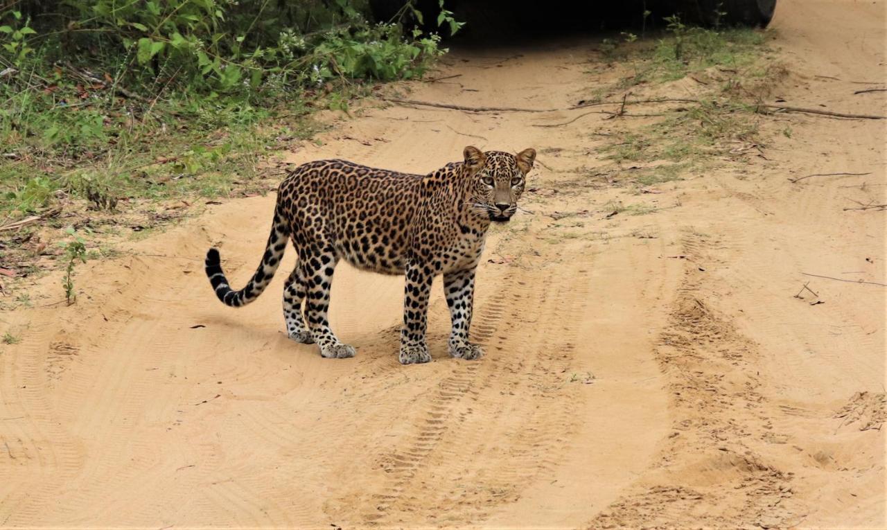 Nirvaan Safari Lodge Wilpattu Nationalpark